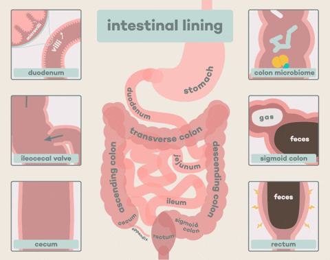 intestines meme gif