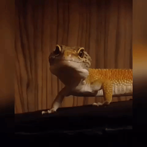 Prot leopardgecko gecko eublepharis GIF