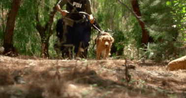 dog #criminalminds GIF by CBS