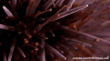 sea urchins ocean GIF by PBS Digital Studios