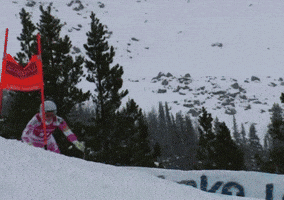 talbotbohemiacardinal  GIF