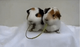 Video gif. Two guinea pigs sit shoulder to shoulder eating a long plant at each end, nibbling away until it gets so short that their mouths come together like a kiss, as they try to wrestle the last of the plant from each other. 