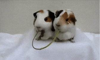 Video gif. Two guinea pigs sit shoulder to shoulder eating a long plant at each end, nibbling away until it gets so short that their mouths come together like a kiss, as they try to wrestle the last of the plant from each other. 