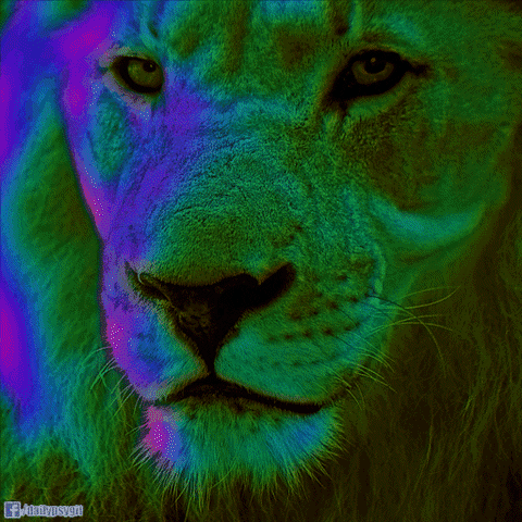 cat rainbow GIF by Psyklon