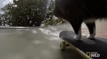 cats skateboarding GIF by Nat Geo Wild 