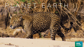 planet earth 2 cat GIF by BBC Earth