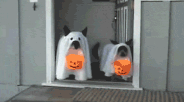 barbaraloh halloween GIF