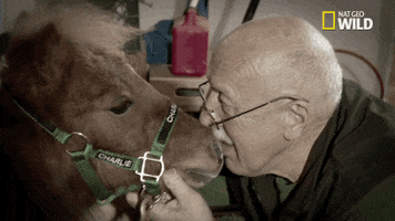 Nat Geo Wild Horse GIF by The Incredible Dr. Pol