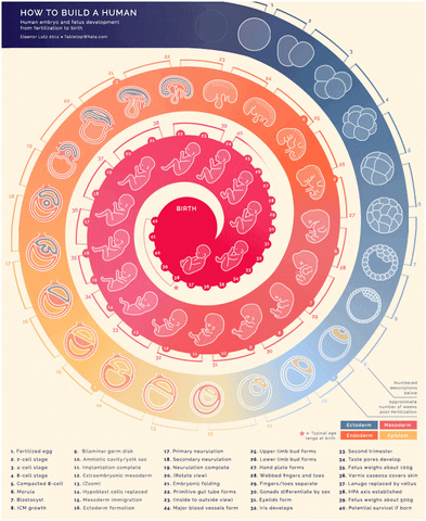 officialandreascy life science human how to GIF