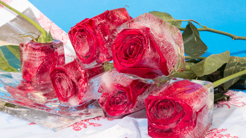 I Love You Roses GIF by LAZY MOM - Find  Share on GIPHY