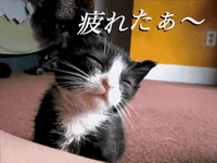 Tired Cat GIF Tired Cat GIF