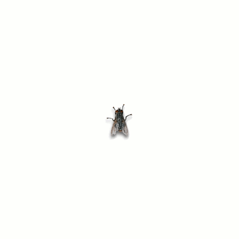 zgfydghzaxromdfaz21hawwuy29t  GIF