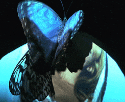 kate moss butterfly GIF by SHOWstudio