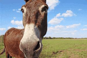 horse pony GIF by Stoneham Press