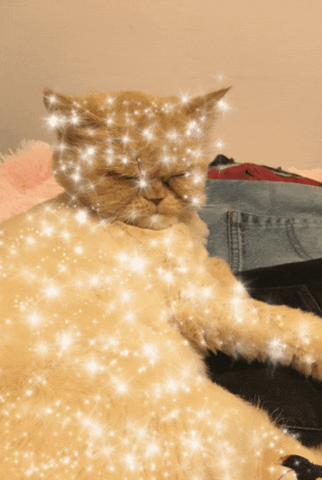 cat glitter GIF by Jess