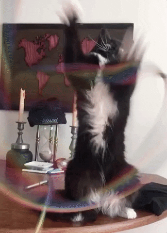 Cat Rainbow GIF by Chris