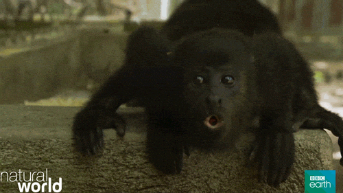 Shouting Monkey Gifs Get The Best Gif On Giphy
