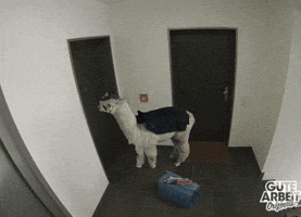 pet waiting GIF by funk
