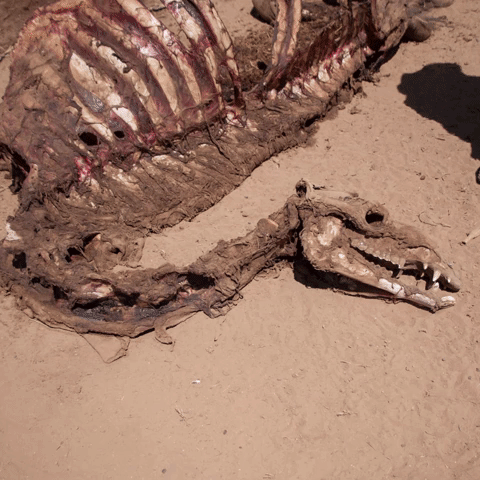 DECappeal animation gif baby charity GIF