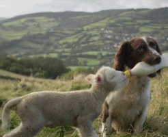 DennisMD #dog #lamb #baby bottle GIF