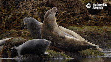 sleepy harbor seal GIF by Monterey Bay Aquarium