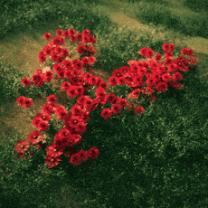 Flowers Typography GIF by alessiodevecchi