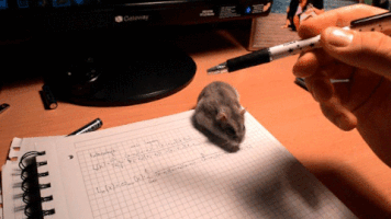 karinagv  GIF