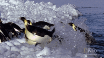 National Geographic Ice GIF by Nat Geo Wild