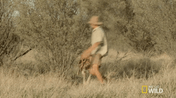 Wildlife gif. A man in safari clothes runs around a tree as fast as he can as a kangaroo jumps towards him