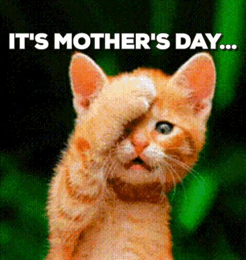 Mothers Day Cat GIF by Product Hunt - Find & Share on GIPHY