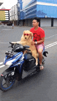 Scooter Dog Driving GIF