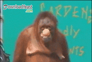 monkey lol GIF