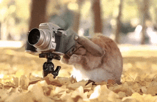 anomaly3 cute.bunny GIF