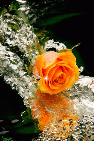 wallpaper water wallpaper GIF