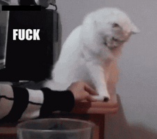 dengrora  GIF