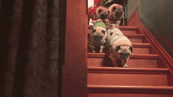 200.gif?cid=fc005b085896218fb4c56db17bdd5fd4c341e4b686b84dc8&rid=200.gif&ct=g