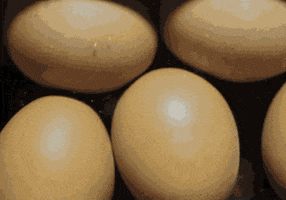 ewanjonesmorris art weird yum eggs GIF