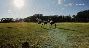 Horses Galloping GIF by Dead Set on Life