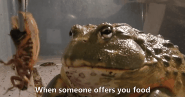samichesterfield frog, eating, froggo, the frog man, bullfrog, GIF