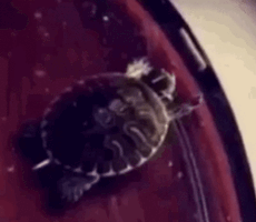 pauluskupa  GIF