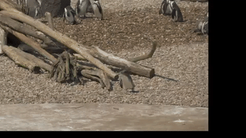 tlvideo penguin timelapse stabilization GIF