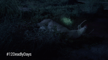 GIF by 12 Deadly Days