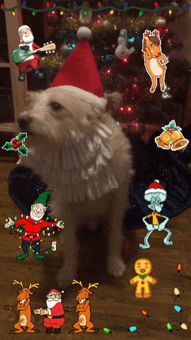 merry christmas dog GIF by chuber channel