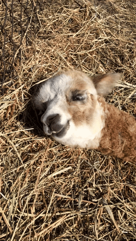 nieplitzhof love cute sleep relax GIF