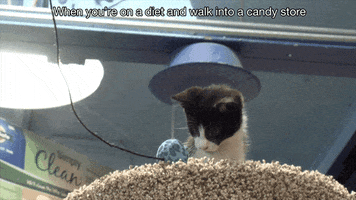 unodeuce cats dogs michigan lansing GIF