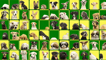 Animal Planet Dog GIF by Puppy Bowl