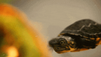earth science turtle GIF by PBS