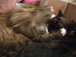 Lilebi  GIF