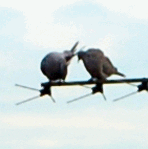 galantijc tourterelles GIF