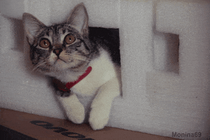 onsite cat cute animals nice GIF